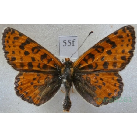 Melitaea didyma (Esper, 1778) male Przeplatka didyma Czech55f